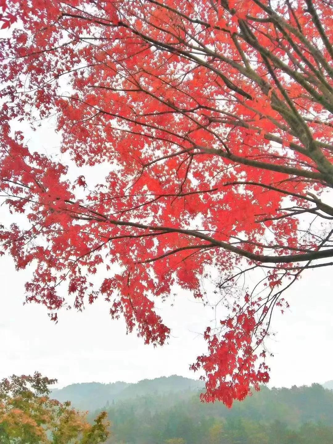 #上联:秋韵满川枫色艳，如何对下联#
下联1：春光入画花香浓。
下联2：冬雪映山