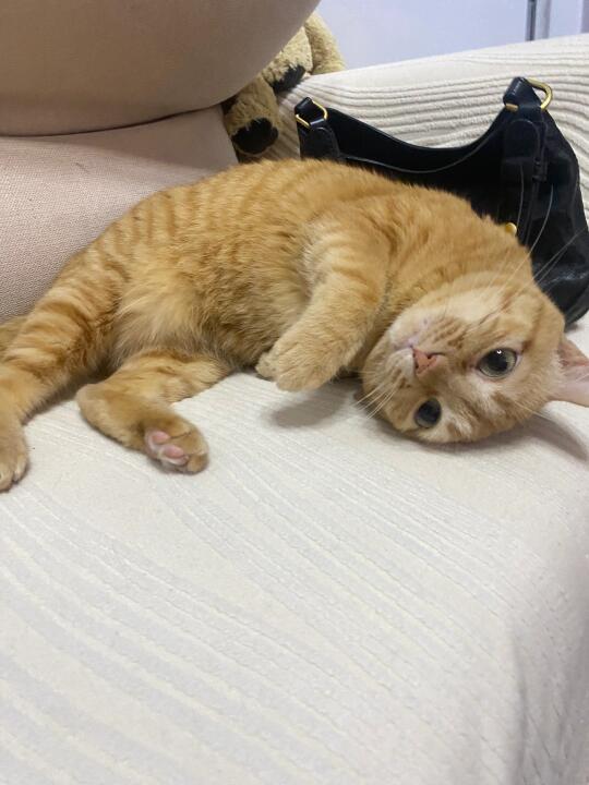 橘猫快八岁了只有这么一点点大…
