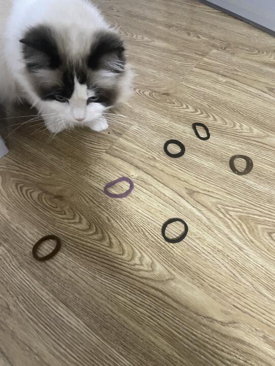 我就说皮筋为什么一个个都消失了