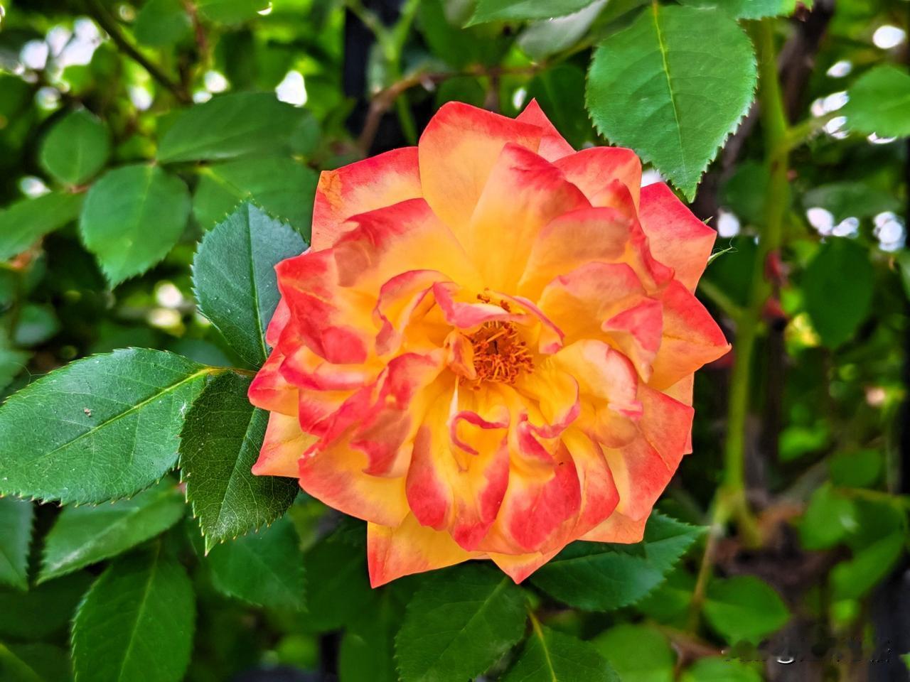 惊艳的橙红月季，绽放自然之美！🌹💐🌸
