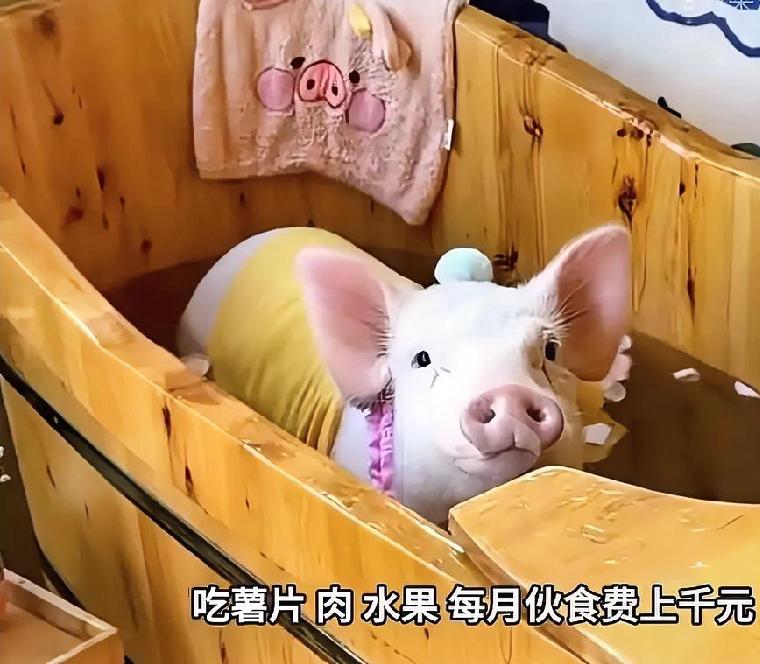 在成都的一头宠物猪，它的生活让无数打工人破防：专属房间配智能马桶，每日伙食是进口