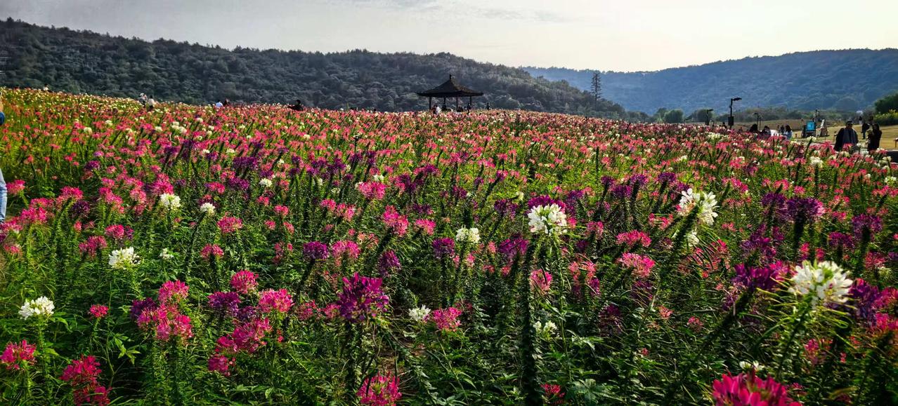 万朵参花扑面来