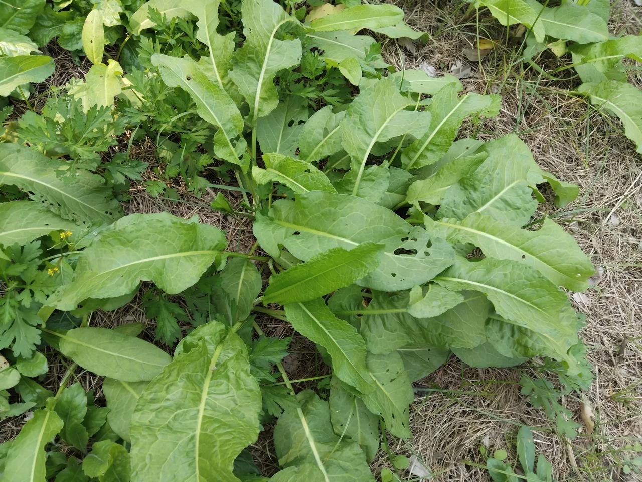 这种野菜叫“牛舌头棵”，又叫酸模，杭州市大小汤边荒地很多，价格也很贵，十几元一斤
