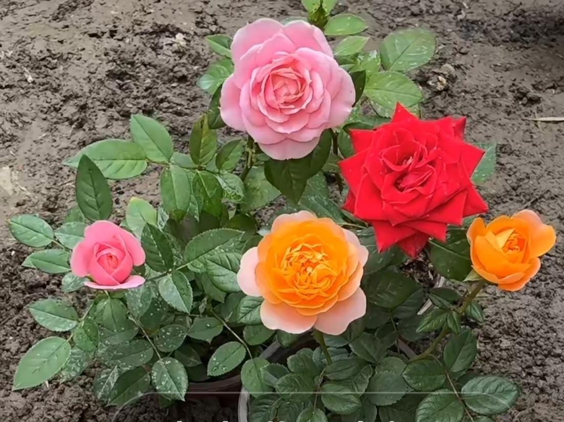 〔致亲爱的你〕
图中画面太美了；春暖花开又一年；好花不常开，好景不常在。但是你在