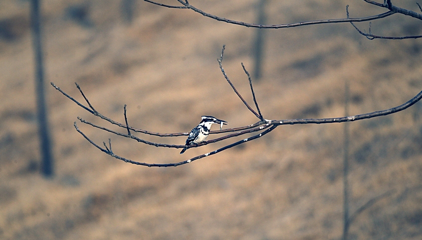 翻到以前拍的斑鱼狗（黑白相间的翠鸟科小鸟）啦～四格画面看它俩在枯枝上互动，从停栖