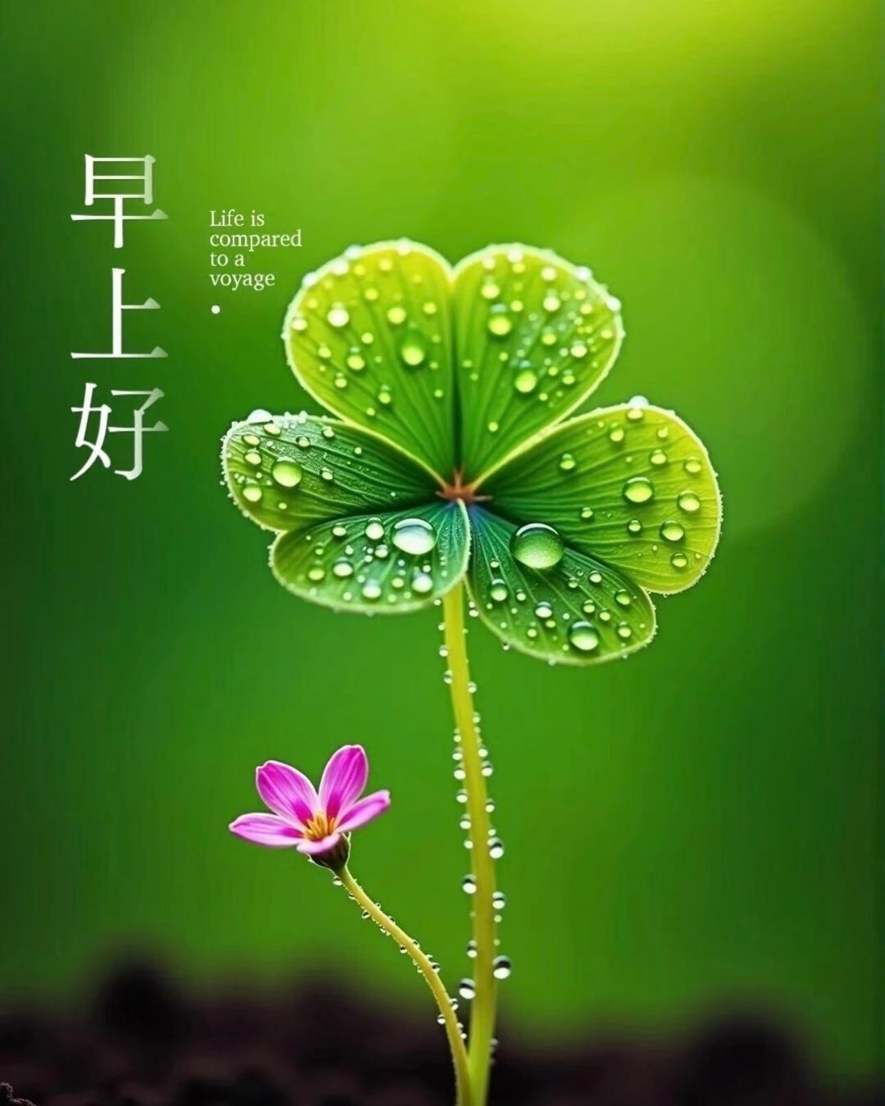 早安  hyr早安 所有的幸运，都源自不懈的对的坚持， 愿你我不断的成长，活成自