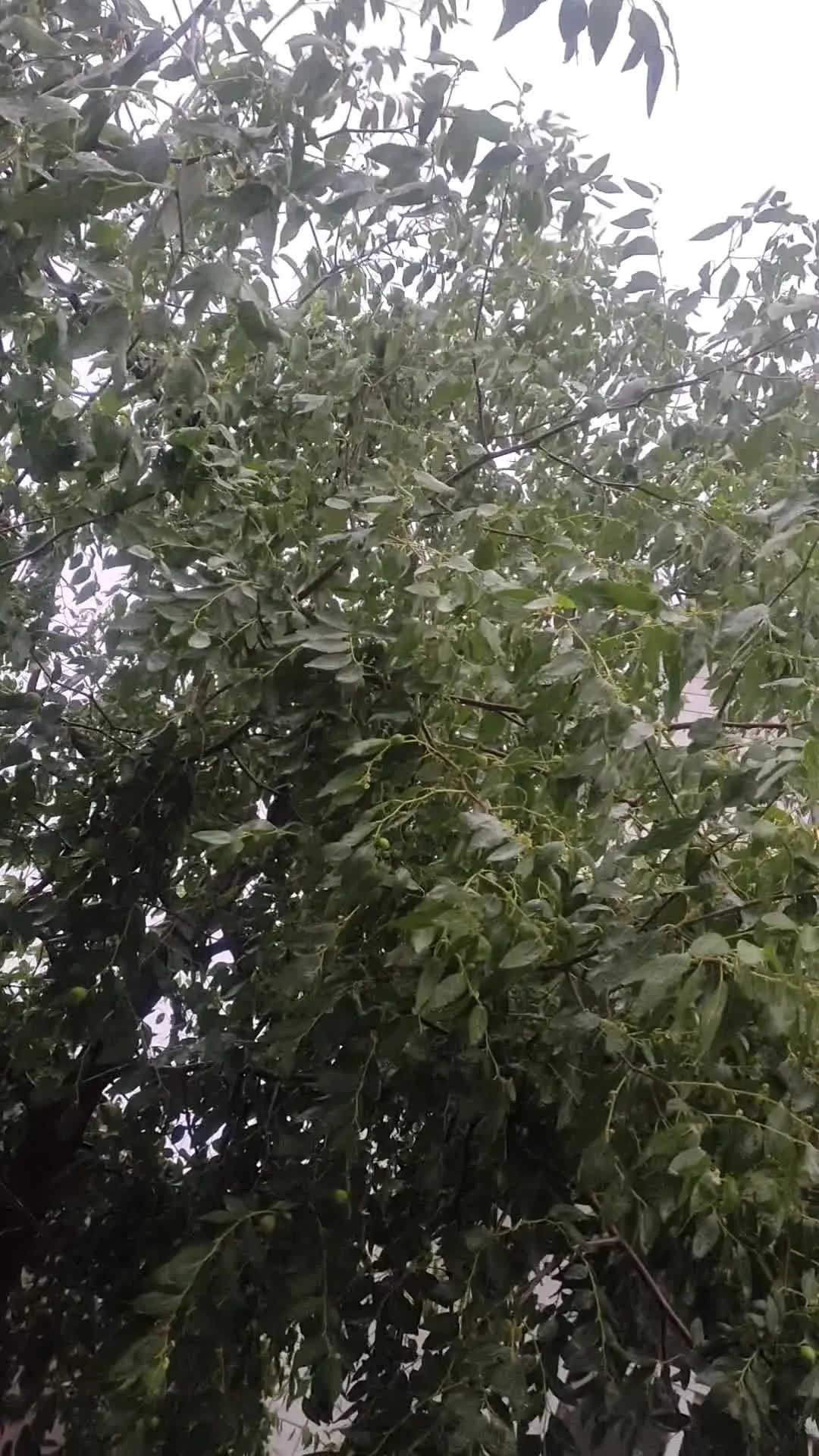 只有经历风雨，才能顽强生长