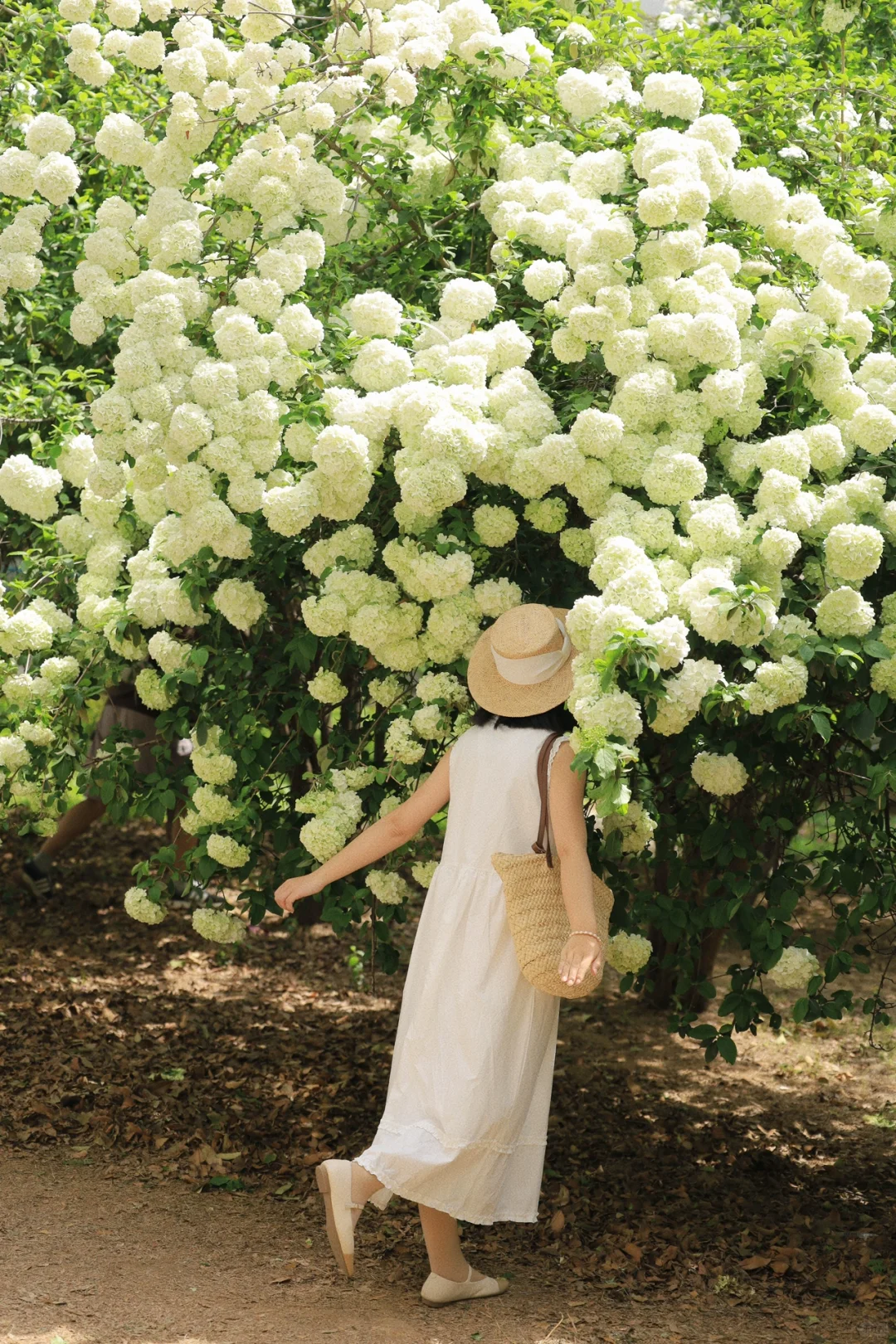 武汉木绣球新机位❗️花开成瀑布人少好出片