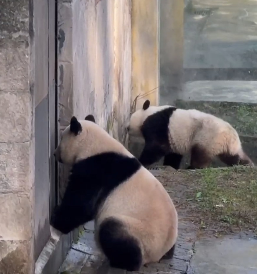 妞妞想开门，小五你想干嘛？🐼 