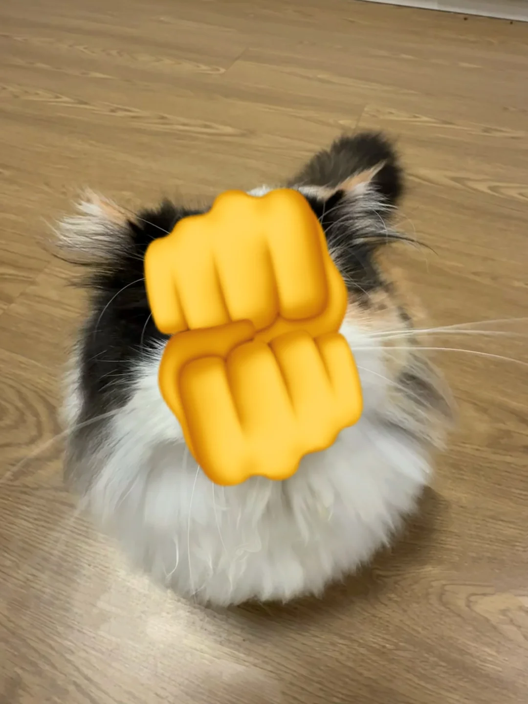 右滑 帮我看看这是什么可爱新物种