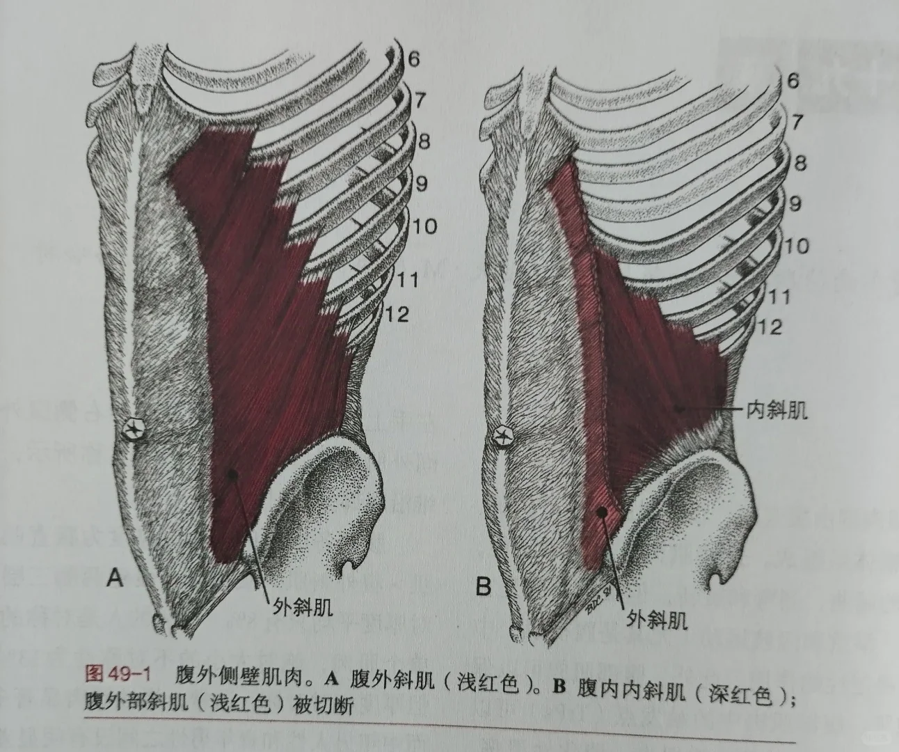 腹肌介绍