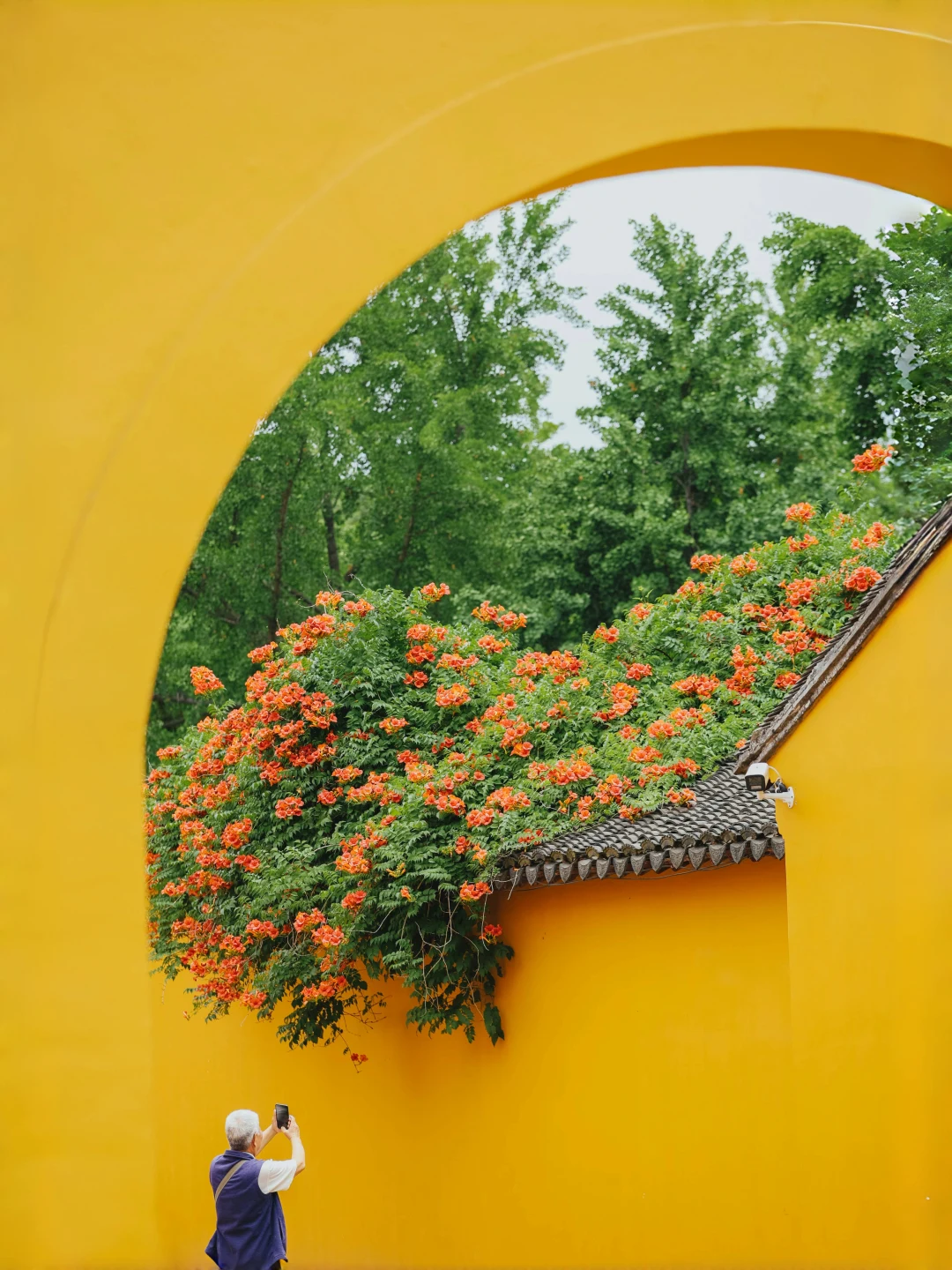 流浪春天｜接下来苏州就是亿万次的春和景明