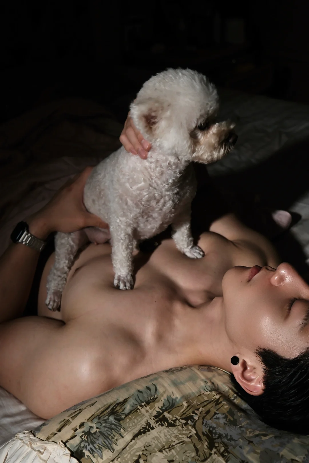 直视我 小狗