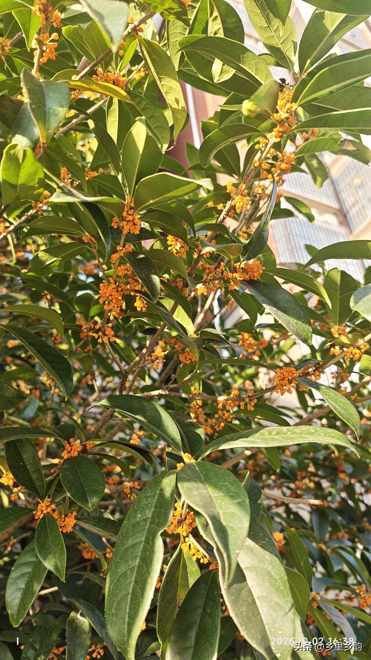 晒随手拍的桂花你的桂花开几次，今年我发现家里的桂花树竟然两次开花，半个月前开过一