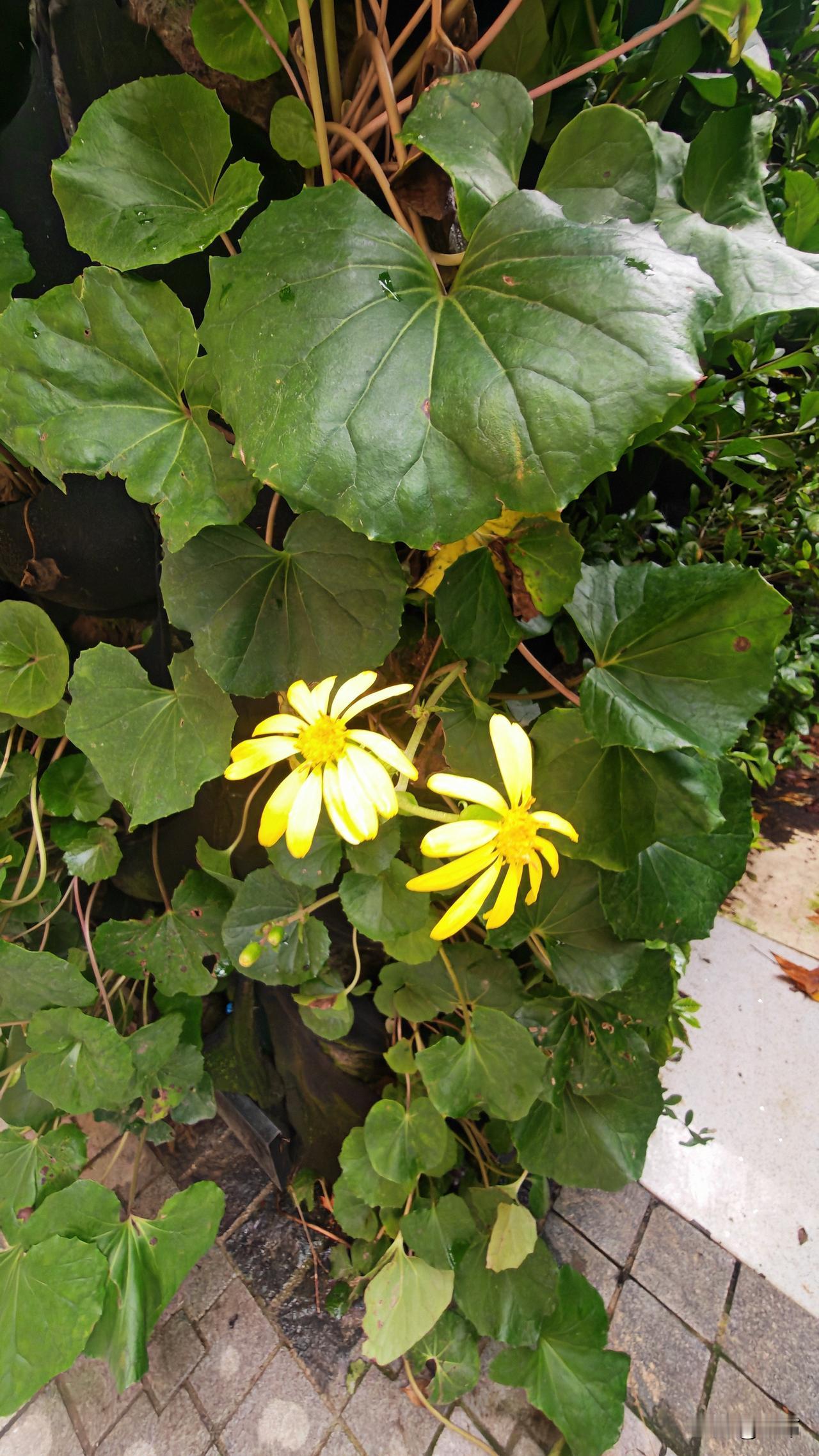 南京的冬天能叫冬天吗？我觉得，只有东北的冬天才是冬天。