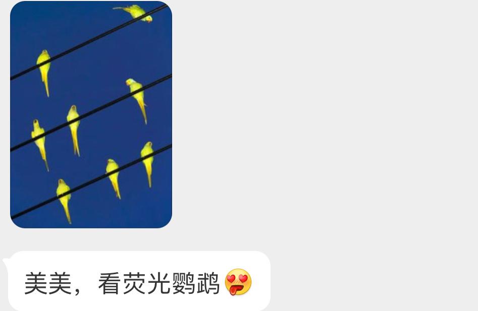 会发光的月轮鹦鹉？？？（闪光灯拍出了荧光效果🙊 ​​​