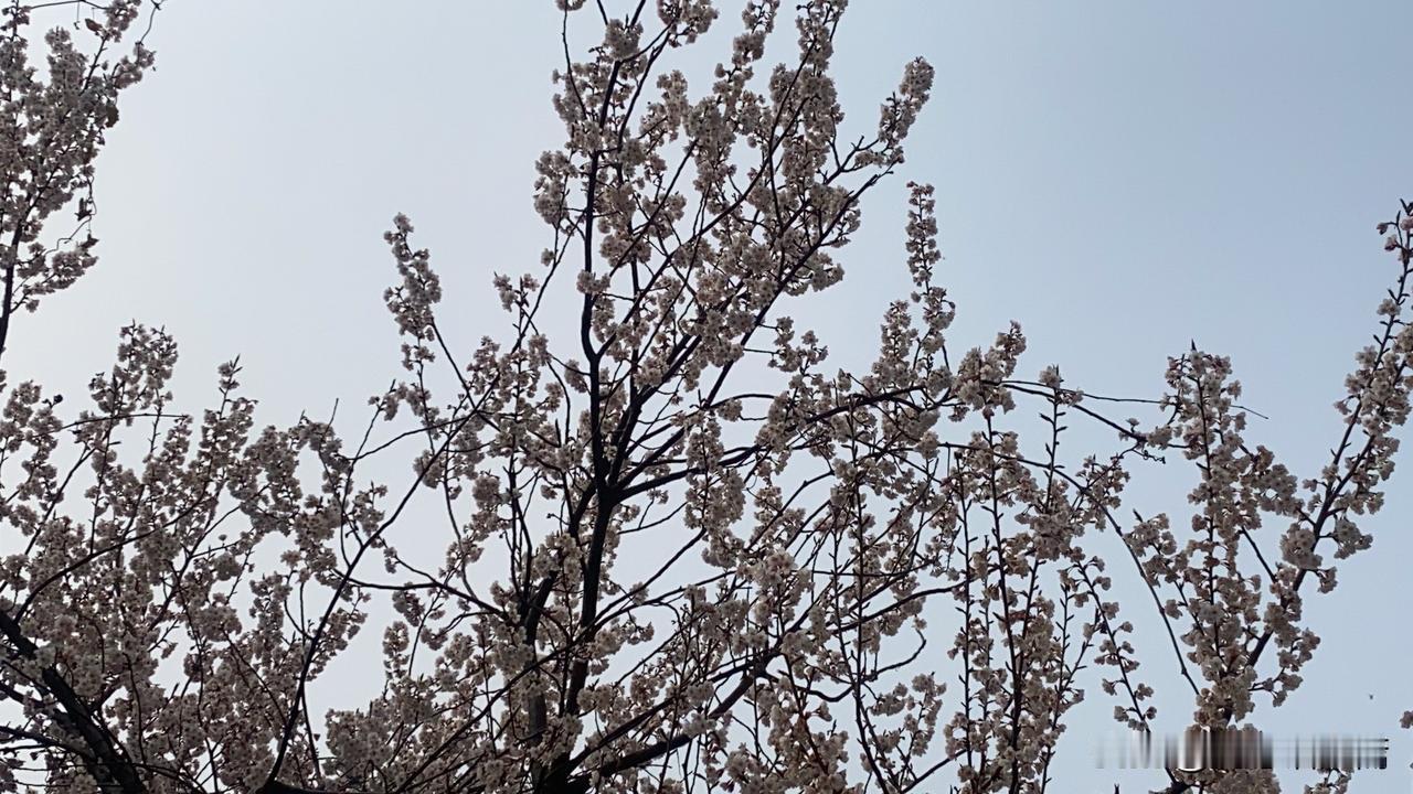 春日生活打卡季樱花盛开，春意盎然，美不胜收！🌸🌸🌸