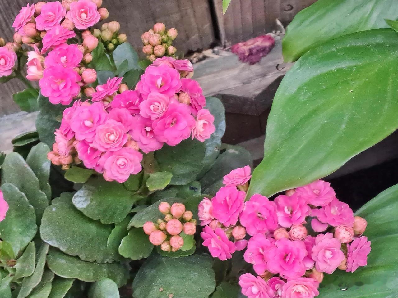 有没有漂亮的花朵图片吗这个时候难觅漂亮的花朵，这张还是以前拍到的呢！