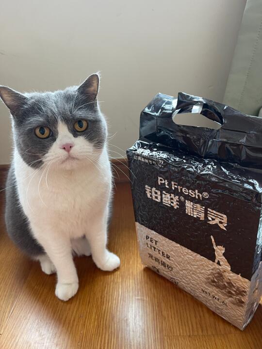 有娃家庭都在用什么猫砂？