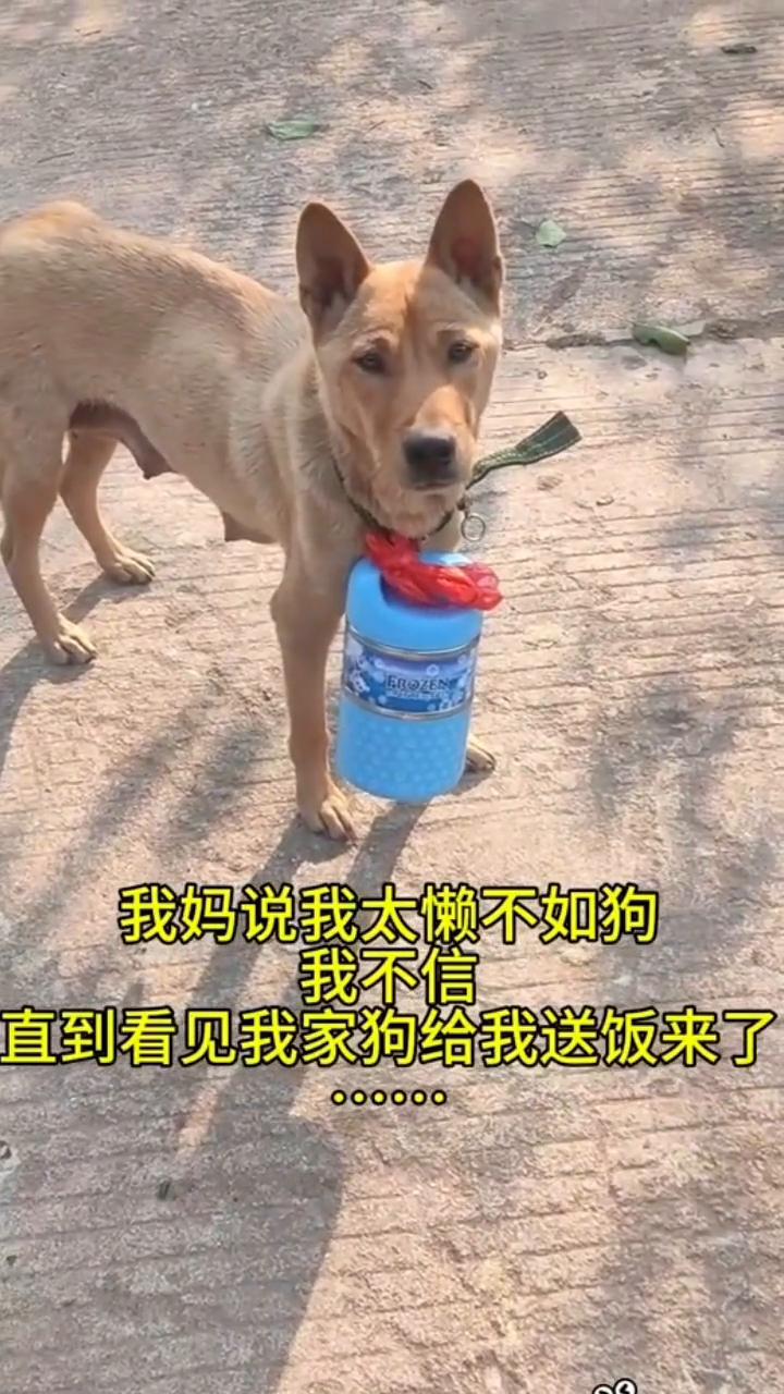 我妈说我太懒不如狗，我不信，直到看见我家狗给我送饭来了。
00000。