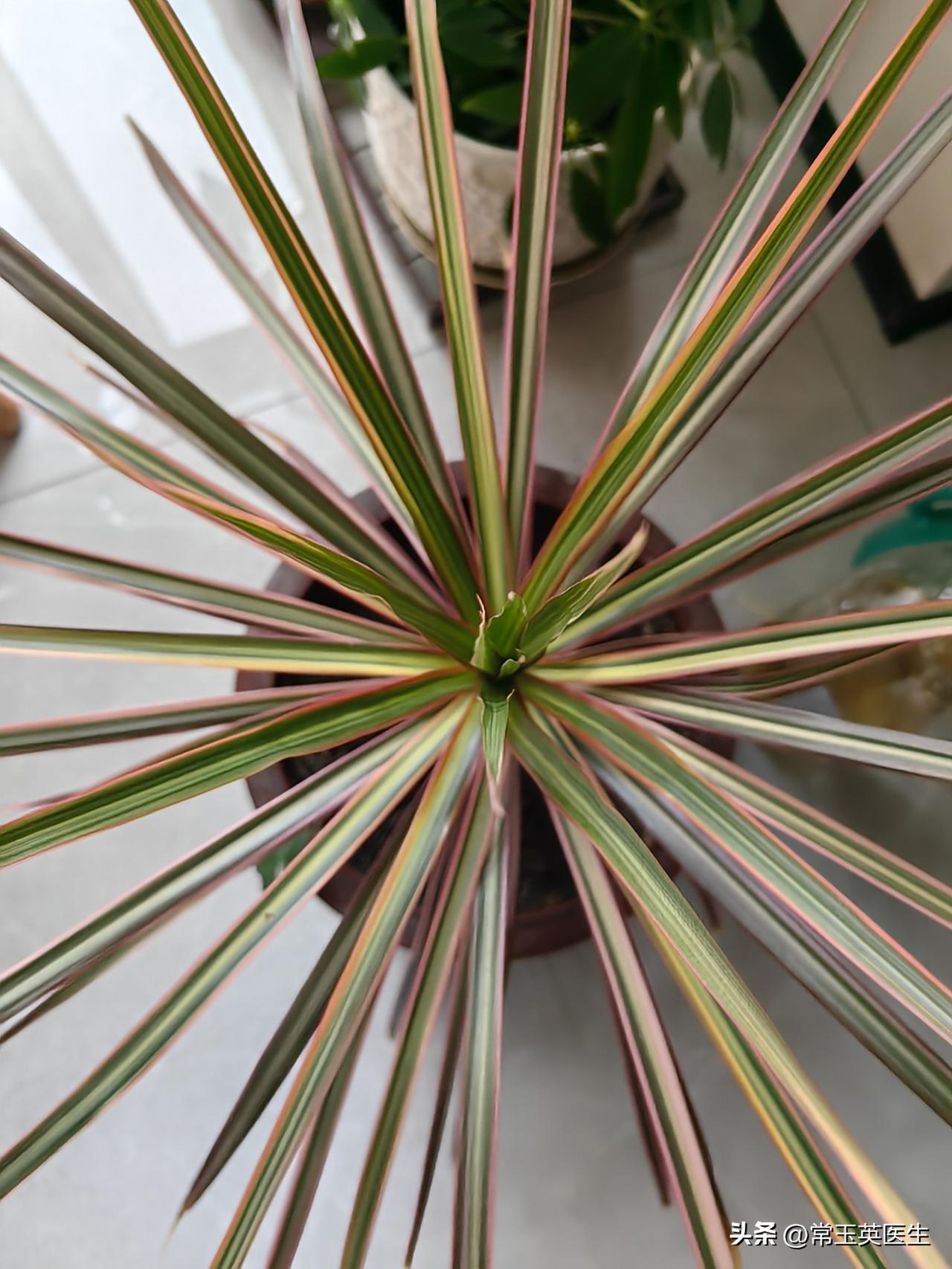 上联：琴棋书画门门晓，如何对下联春夏秋冬多岁好