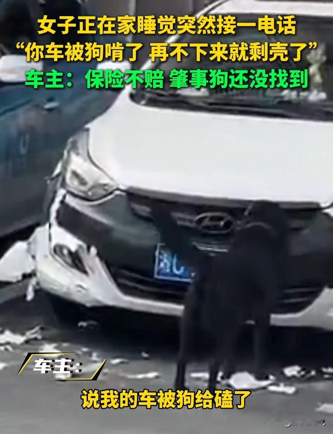 近日，湖南一女子在家睡觉时，接到好心人电话：快过来，再不来你家车子要被狗啃成壳子