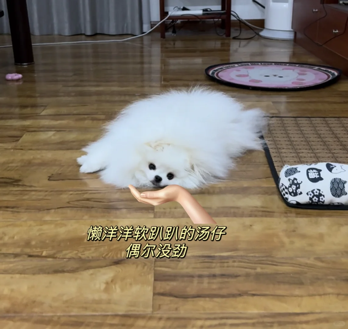 小懒狗唤醒计划！
