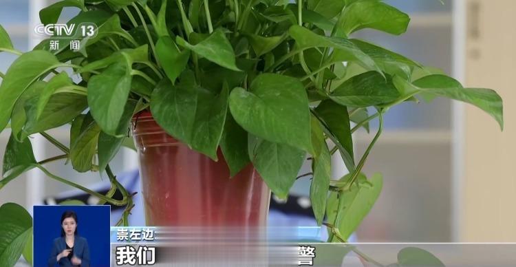 两少年非法入境越南牵出跨境偷渡黑色链条 中越合力追查