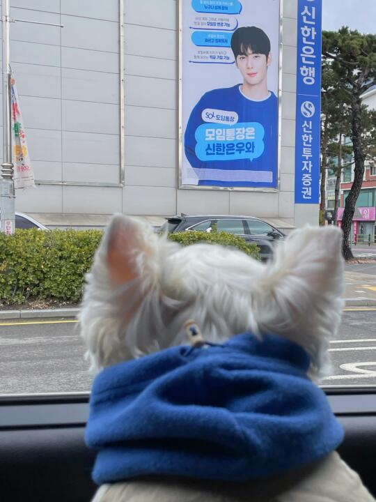 小狗也喜欢👀车银优