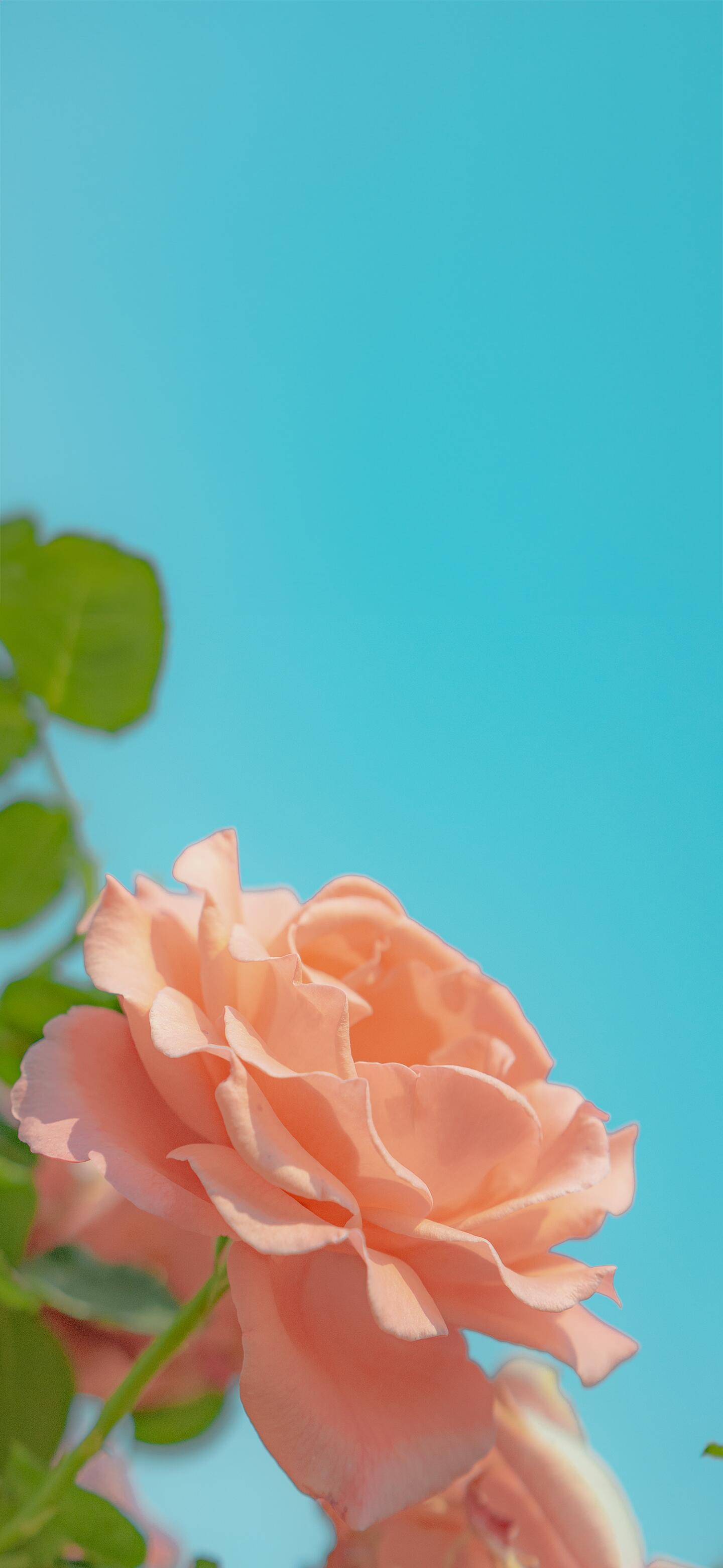 𝗦𝗵𝗮𝗿𝗲 | 高级感壁纸 