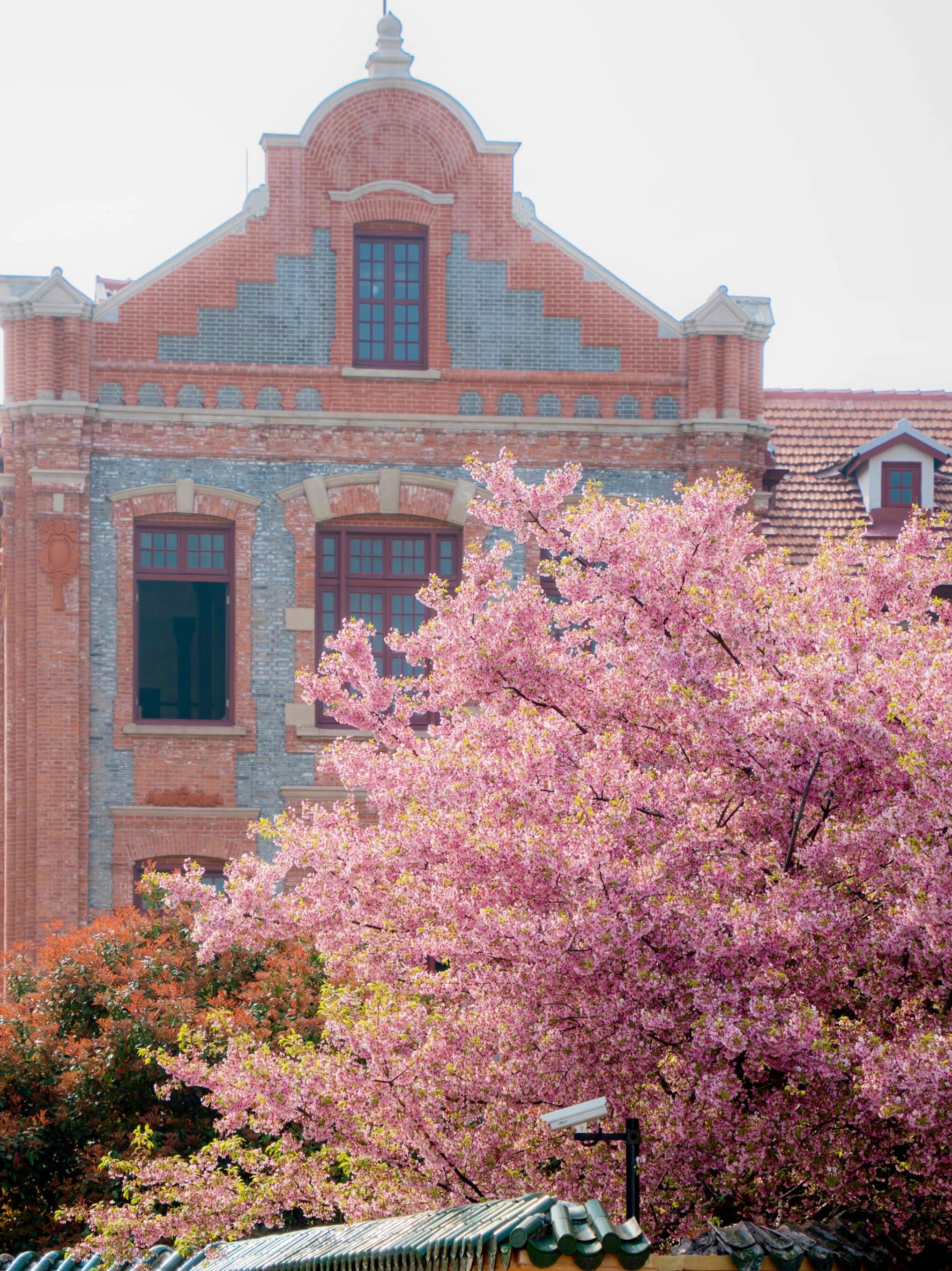 今天天气非常好！昨天还下雨，今天一大早就放晴了，上班路上发现交大的樱花开好了！存