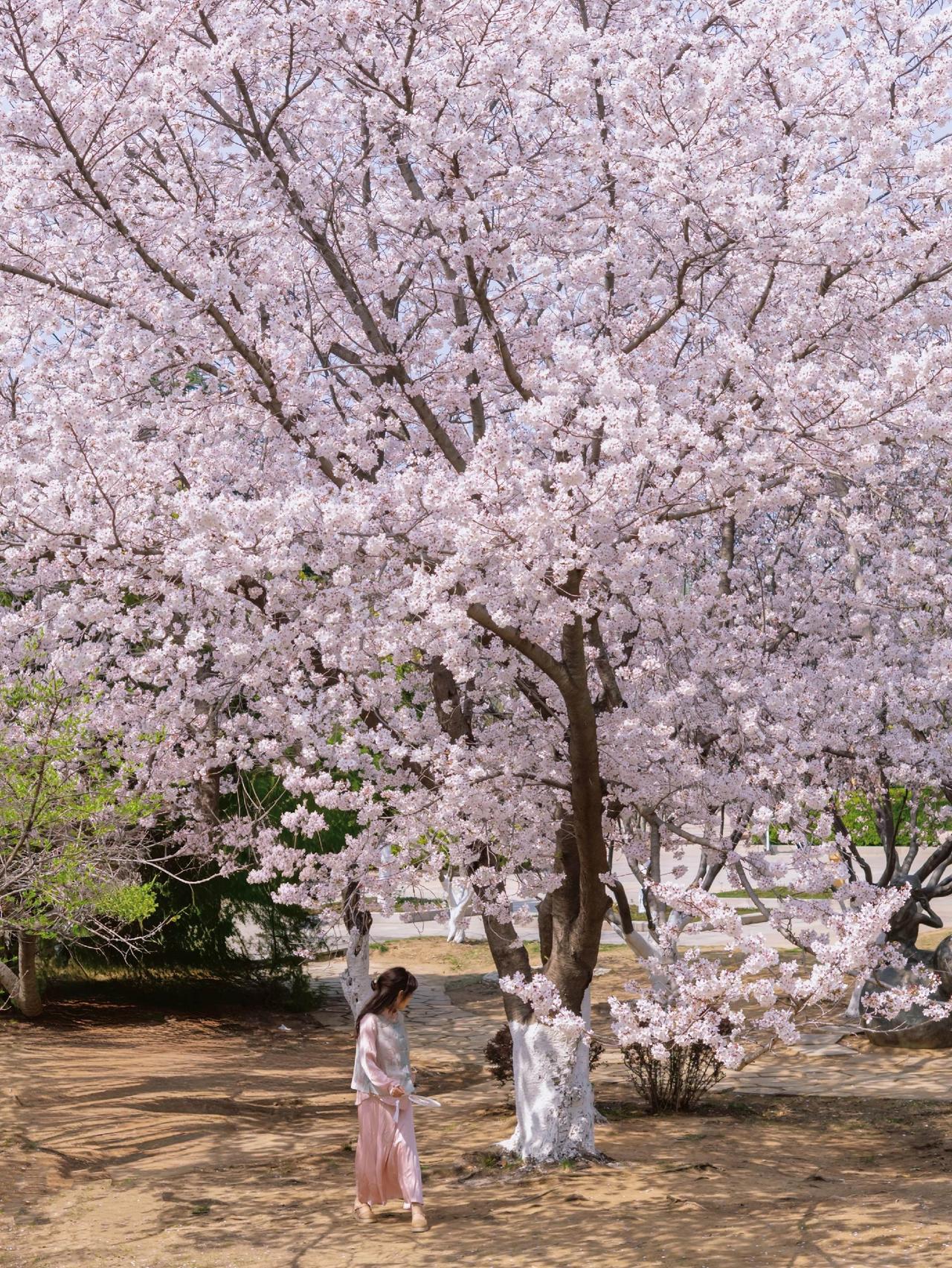 城阳奥林匹克雕塑文化园的樱花全开了！
开花的还有满园的紫叶李、迎春花……
一切都
