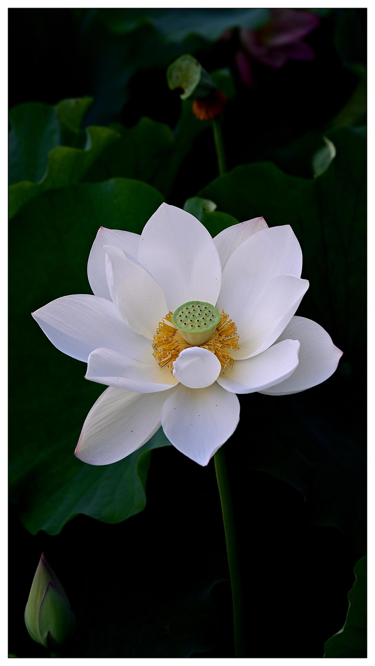 莲花白