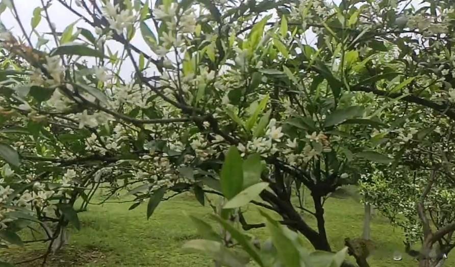 柑橘花开香满庭，春华孕果静待金秋硕果丰盈