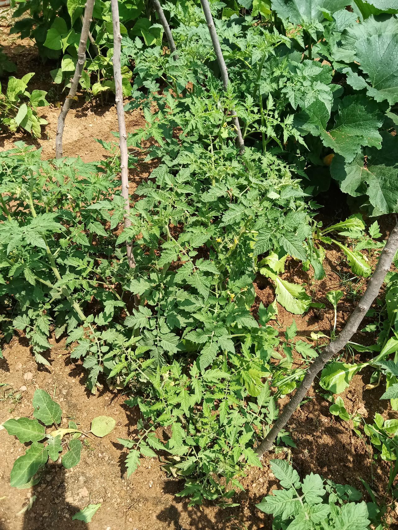 无语，心都碎了。新注册了公众号，在公众号发了一个释永信伏法的评论文章，在今日头条