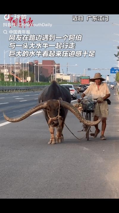 长见识了！广东江门一网友在马路上无意中拍到，一阿伯和一头水牛行走，意外的是水牛的