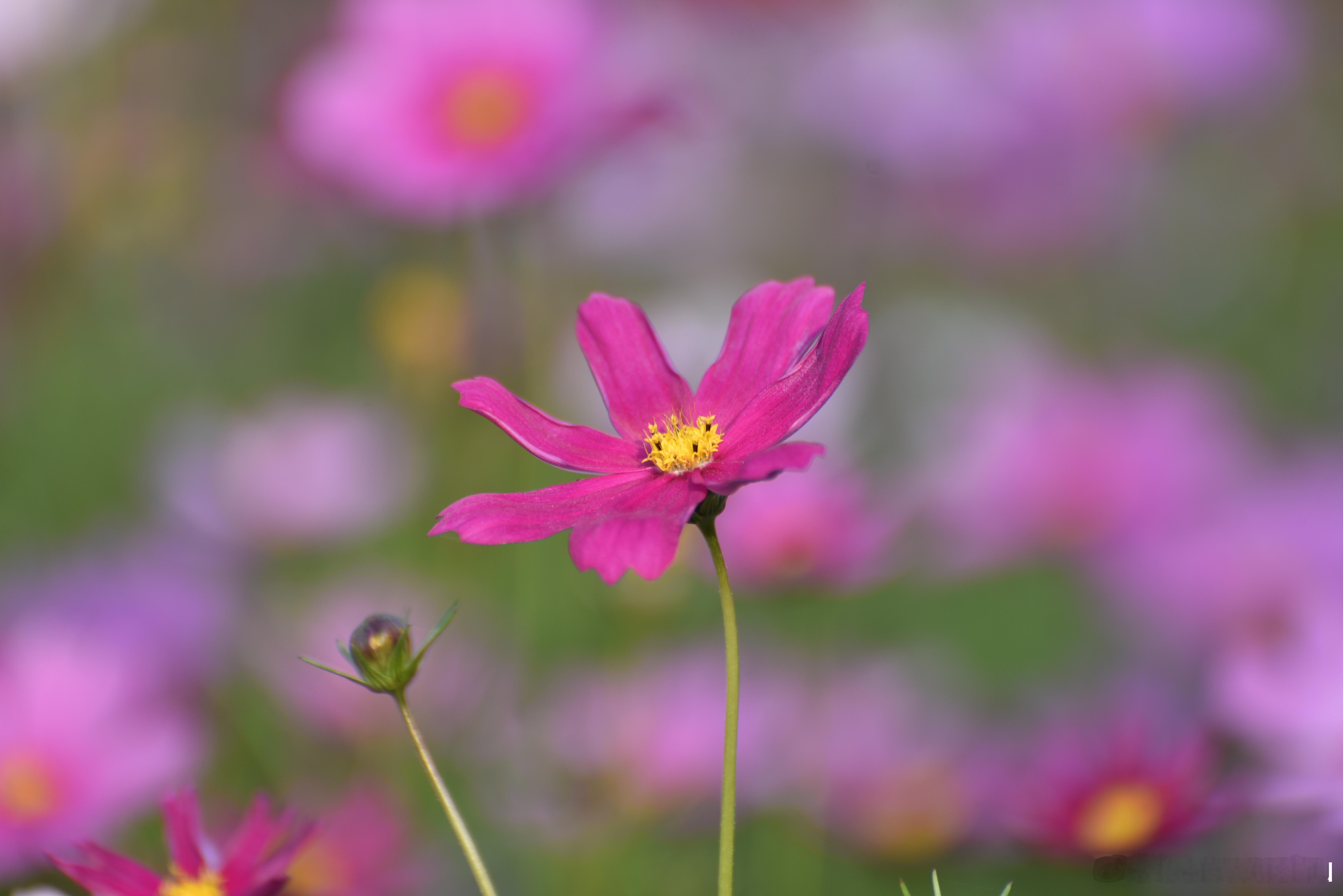 摄影技巧[超话]   格桑花花语：幸福、美好时光、吉祥、怜取眼前人、坚韧不拔  