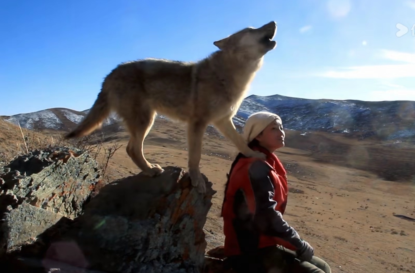 李微漪回应狼王格林去世传闻格林永远在我们心中，大年初三，一起走进影院看《重返狼群