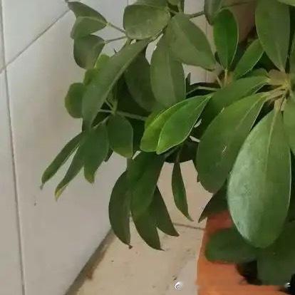 每日一善种植鹅掌柴的种植方法1、盆土透气鹅掌柴是南方植物，它喜欢微酸性的土壤，家