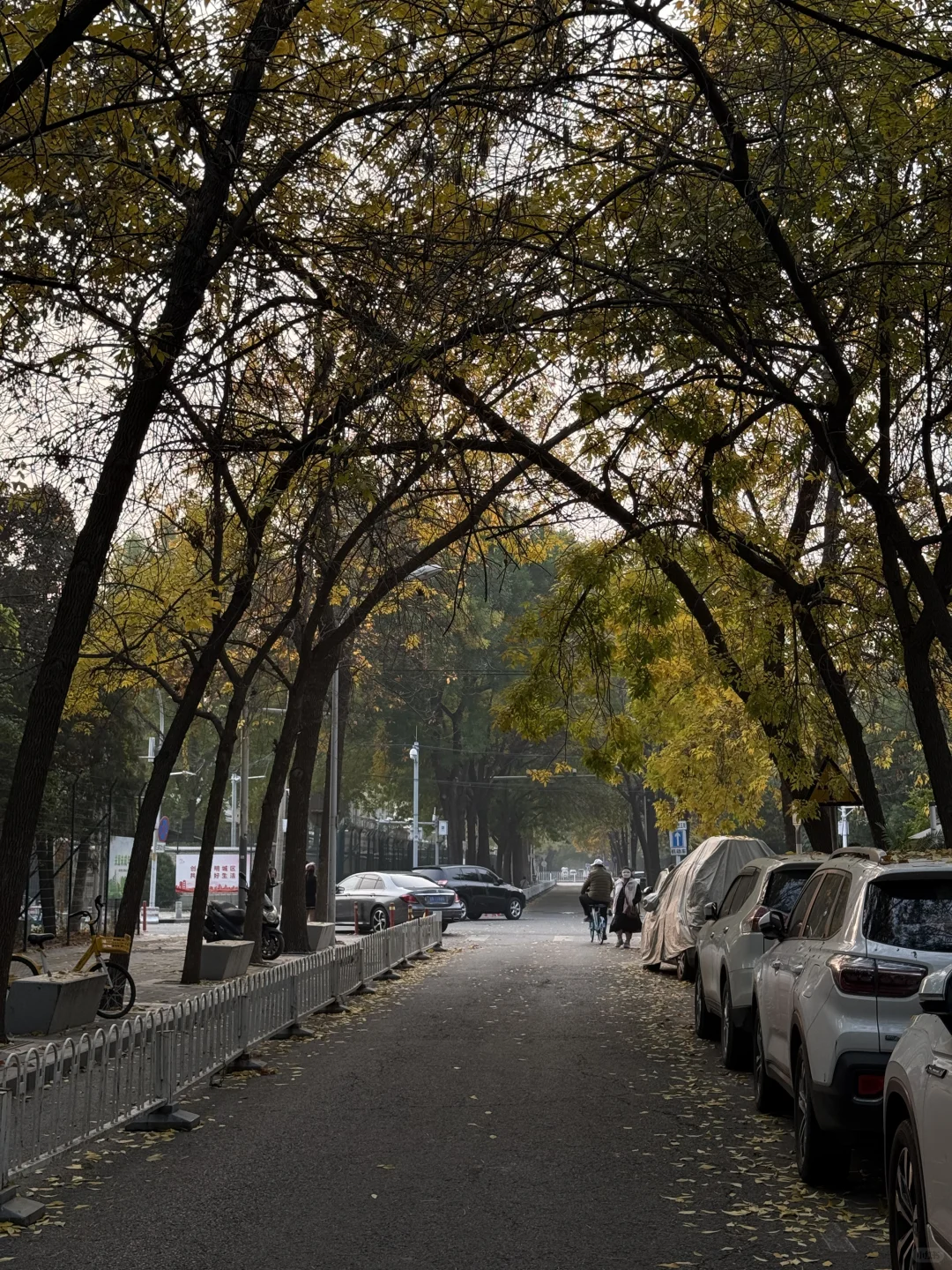 三里屯西五街的秋已是next level🍂