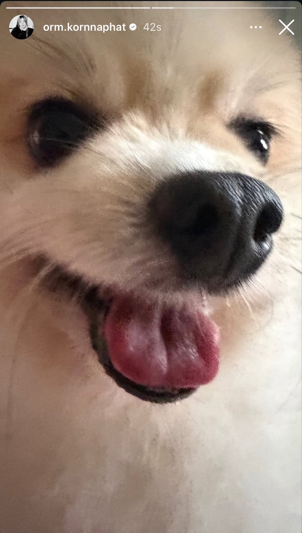 Orm更新快拍：是我们的Hiso Uni呀🐶🐾 ​​​