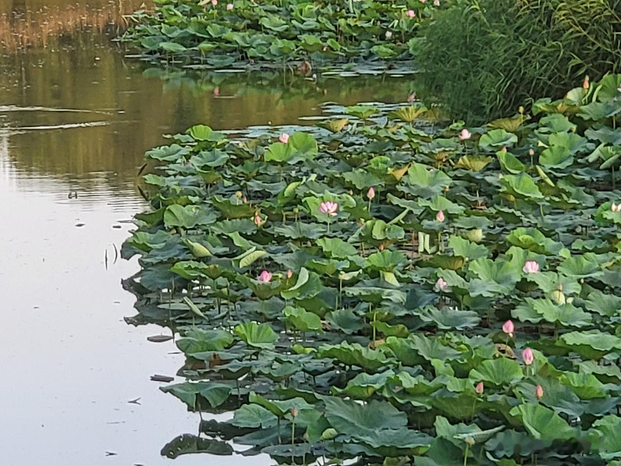 漳泽湖国家湿地公园美若画卷。盛夏时分，“十里风荷”竞相绽放，百亩荷塘碧波荡漾，荷