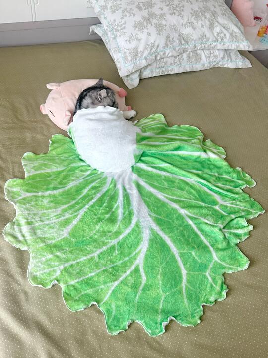 我的床搭子 白菜咪