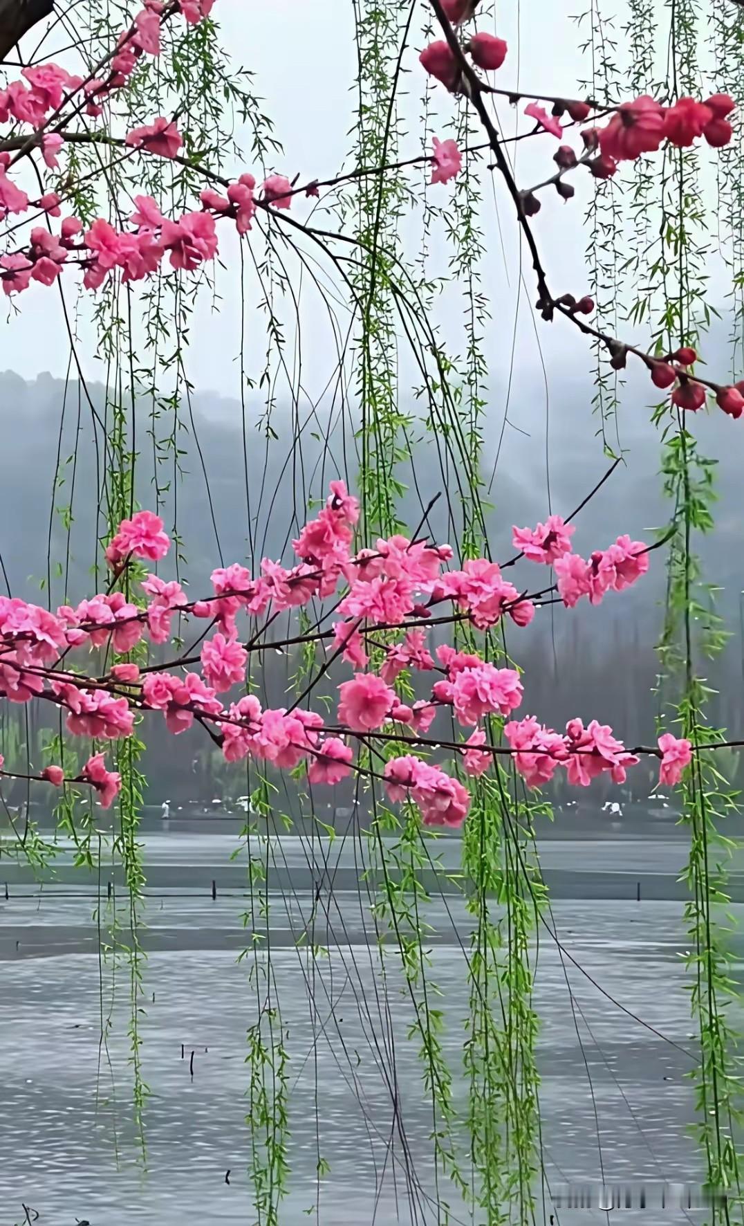 春钓
拂堤杨柳细雨柔，
平湖微浪漾轻舟。
垂纶倚岸任风戏，
桨随桃花伴白鸥。