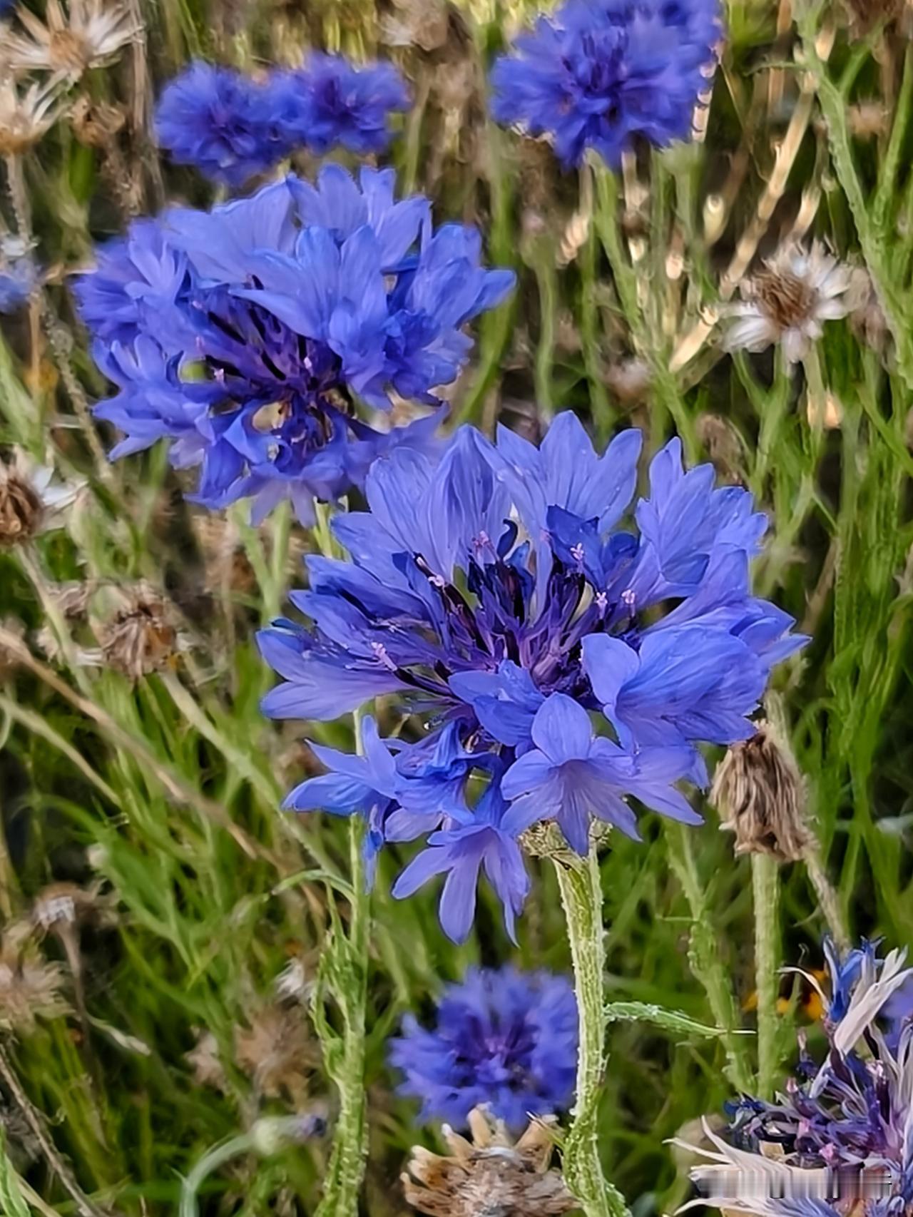 温榆河畔偶遇矢车菊。细茎托着澄澈蓝花，花瓣如车轮轻展，淡香隐于青草间。没有繁花的