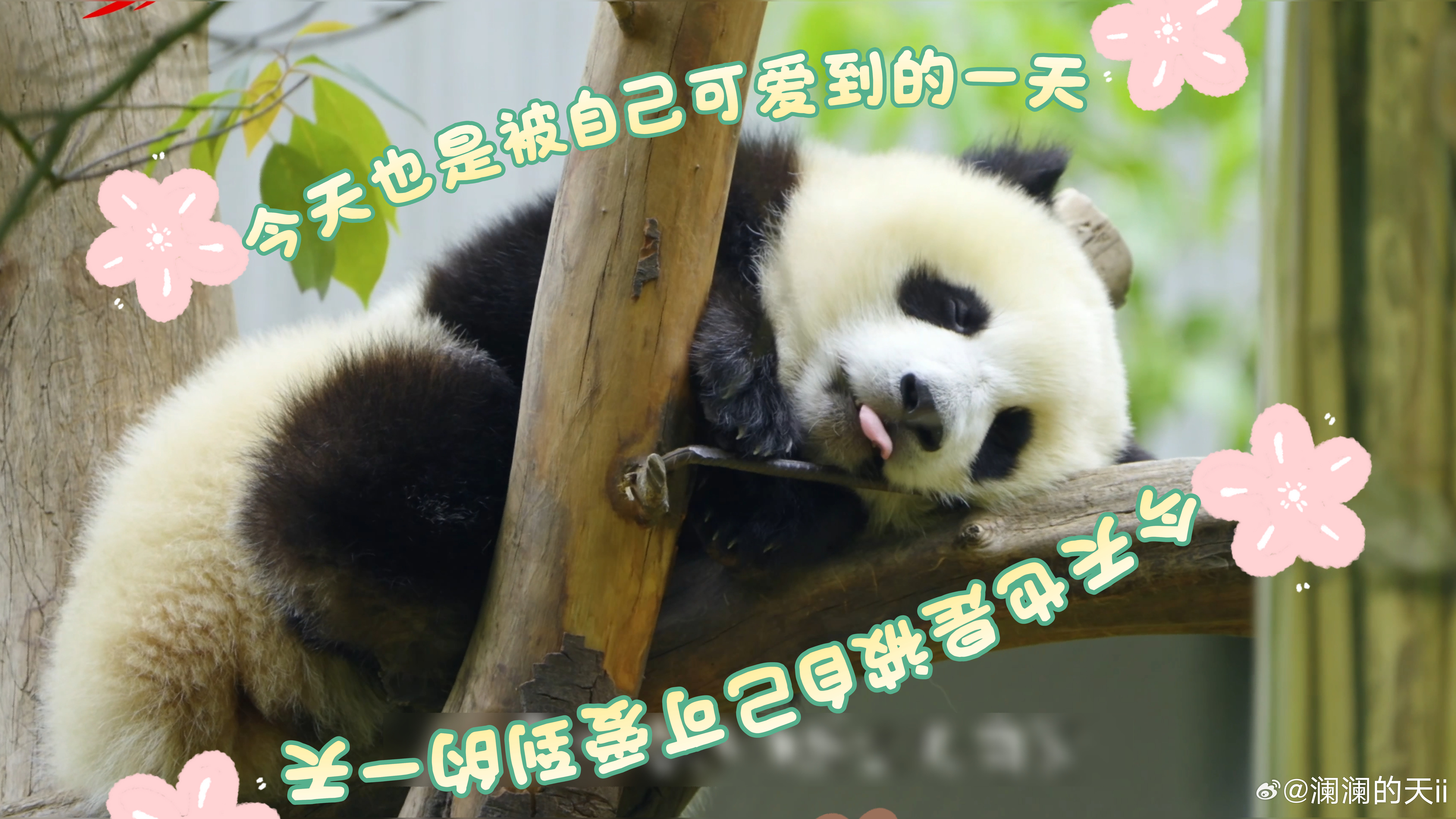 【大熊猫在成都的出国体检记录】到绵阳看回国的熊猫福娃和凤仪 大熊猫远赴海外生活，