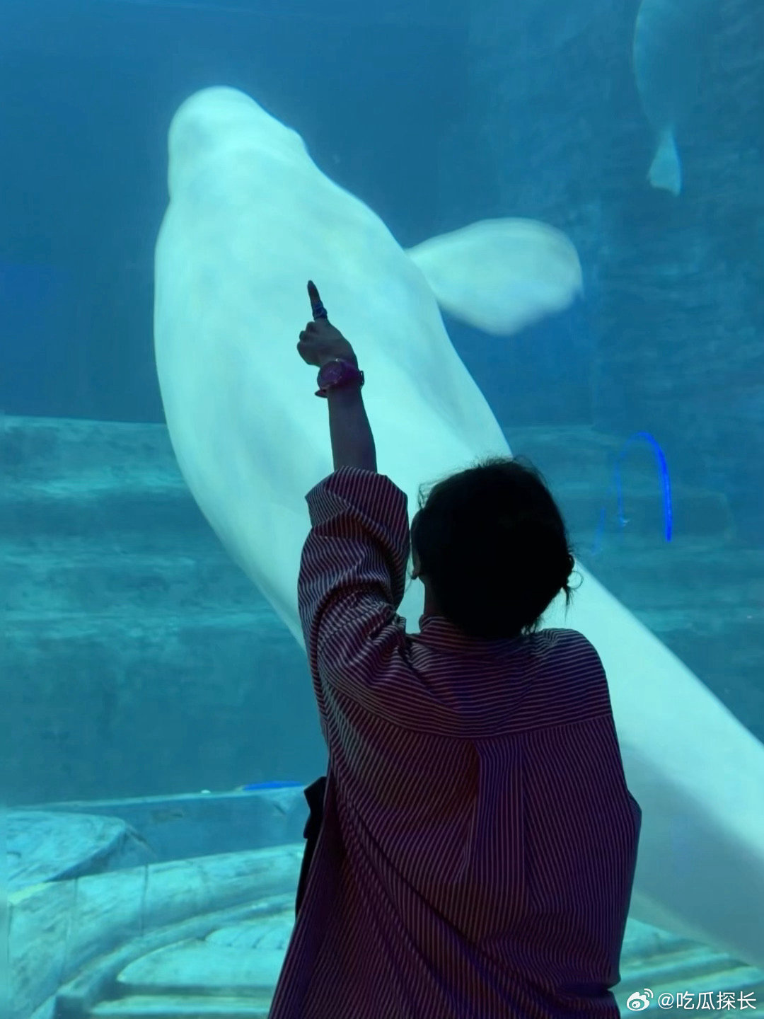 张柏芝三亚看白鲸 谁懂啊，张柏芝带孩子们看白鲸的背影也太戳人了，和小朋友们挤在一