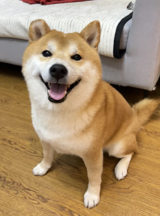 在狗脸上看到眉清目秀四个字