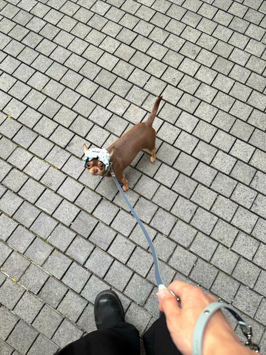 ૮ฅ'ᴥ'ฅა🐾 小狗说公园二十分钟是真的！