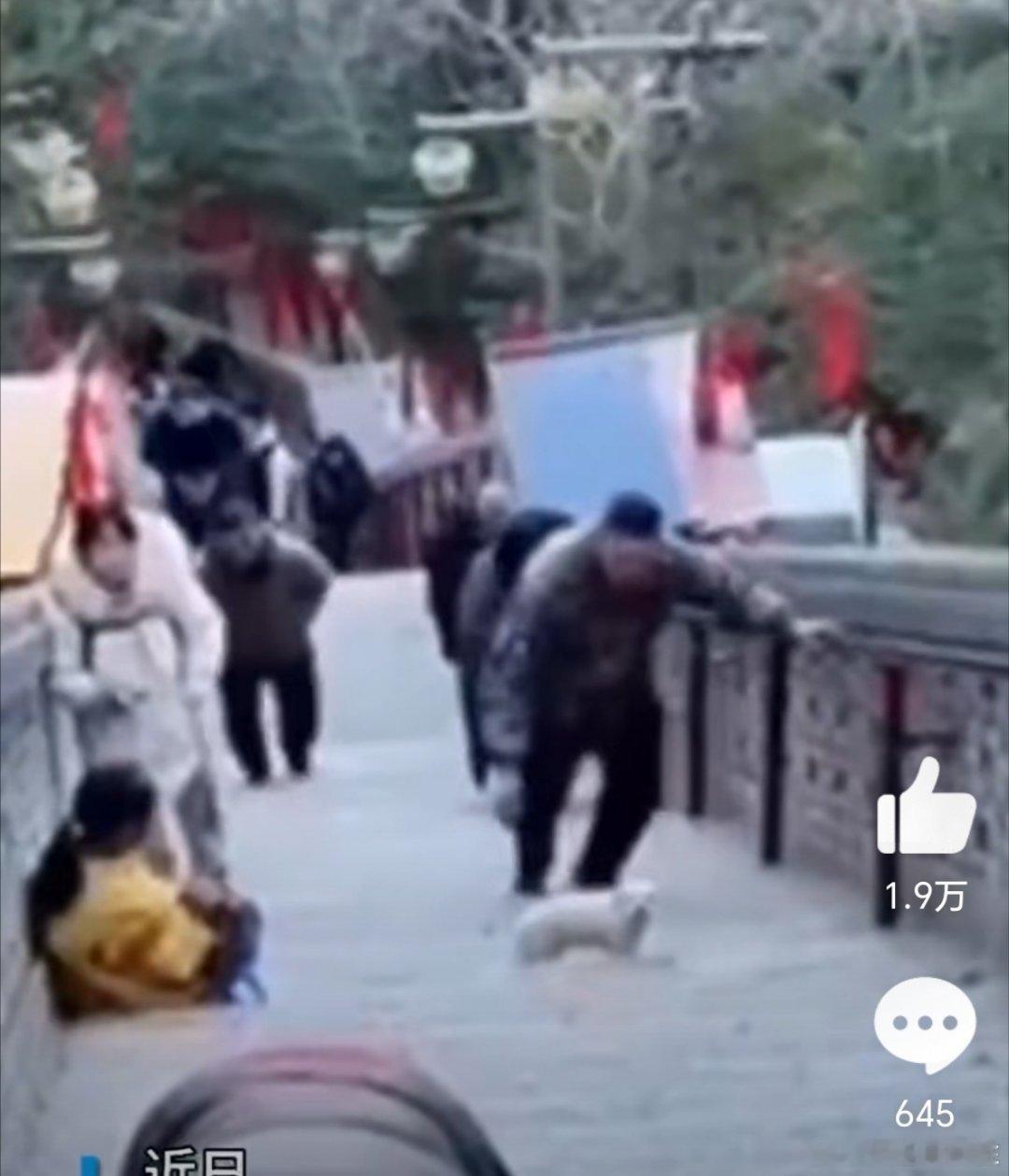 男子恶意将小狗踢下五台山  女子驱车几百公里救被踢下山的狗狗 佛祖圣地竟然也有流